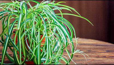 Falangio, la pianta che depura l’aria