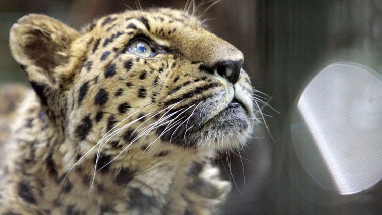 Leopardo dell’Estremo Oriente, il rarissimo avvistamento