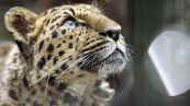 Leopardo dell’Estremo Oriente, il rarissimo avvistamento