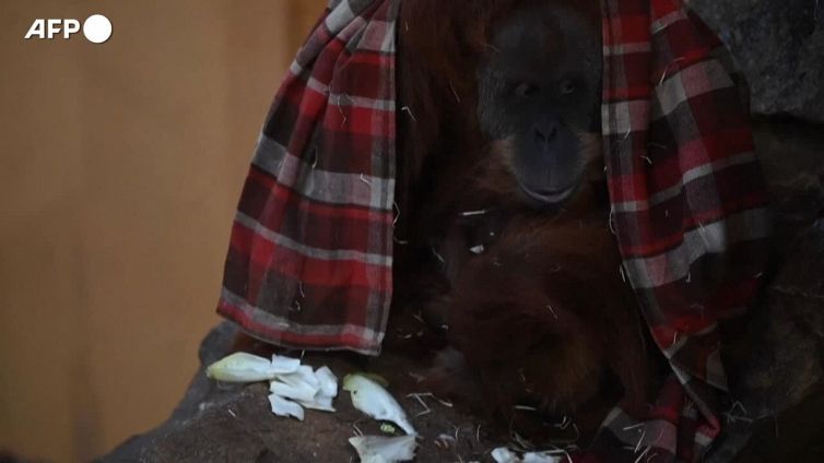 Francia, nato un piccolo orango allo zoo di Amneville