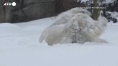 Usa, un orso si rotola nella neve allo zoo di Brookfield nell'Illinois