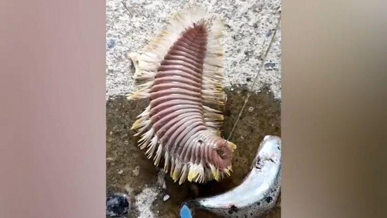 "Verme di mare", la strana e inquietante creatura catturata da un pescatore
