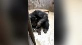 L'incredibile gesto dello scimpanzé