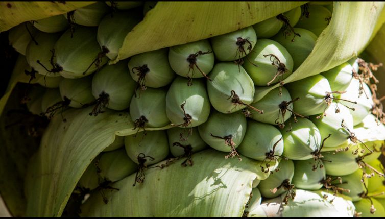 Alla scoperta dell'ensete, la super banana che sfamerà il mondo