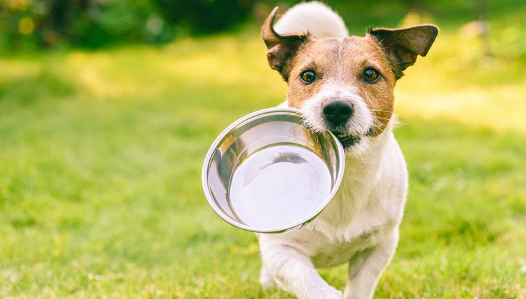 I 5 cibi più pericolosi per i cani (oltre alla cioccolata)
