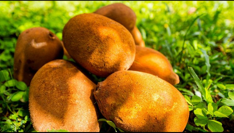 Cupuaçu, il nuovo superfood sudamericano