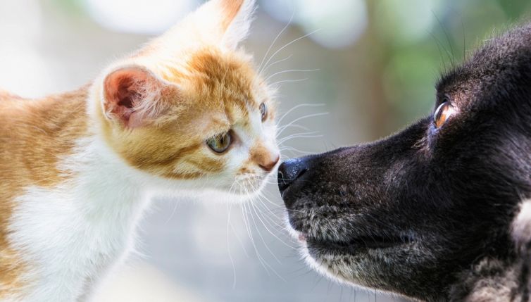 Meglio un cane o un gatto? La risposta che ti farà dire: gatto