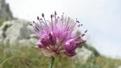 Allium ducissae, nuova specie floreale unica al mondo scoperta in Italia