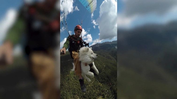 Ouka, il cane che vola in parapendio diventa virale