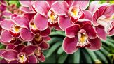 Orchidea, scopri il significato del fiore