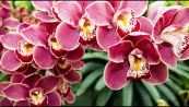 Orchidea, scopri il significato del fiore