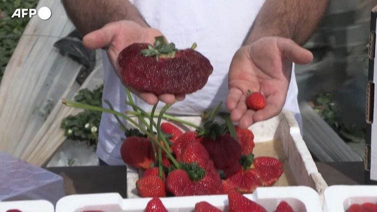 In Israele una fragola da 289 grammi: e' record del mondo