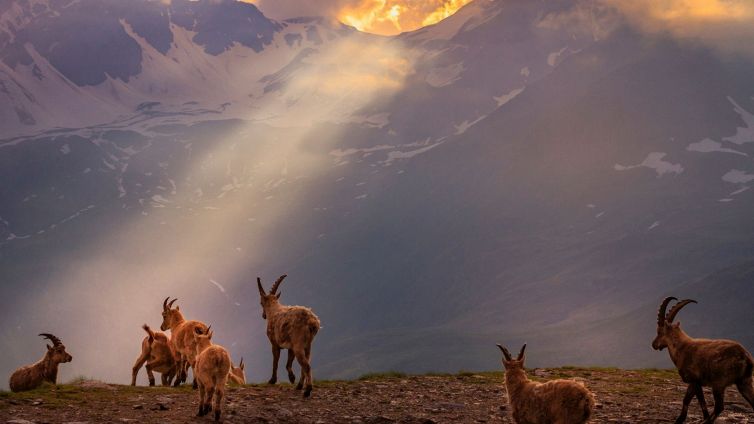 Parco Nazionale Gran Paradiso, gli eventi per celebrare i 100 anni