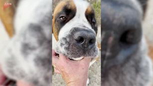 Strana scoperta nella bocca di un cane