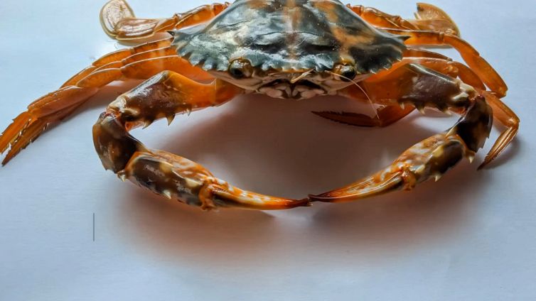 Granchio alieno tropicale, incredibile avvistamento in Italia