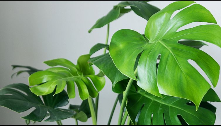 Monstera Deliciosa, il significato della pianta