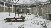Cina: Shaanxi, panda gigante si diverte tra la neve