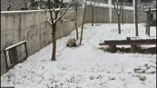 Cina-Shaanxi, panda gigante si diverte tra la neve