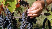 Sanzioni Russia, vino italiano in pericolo: cosa rischia il settore