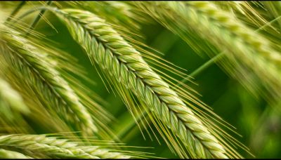 Erba di grano: come usarla e i benefici