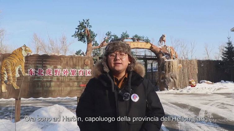 Cina: aumenta popolazione tigri siberiane selvatiche tramite allevamento in cattivita'