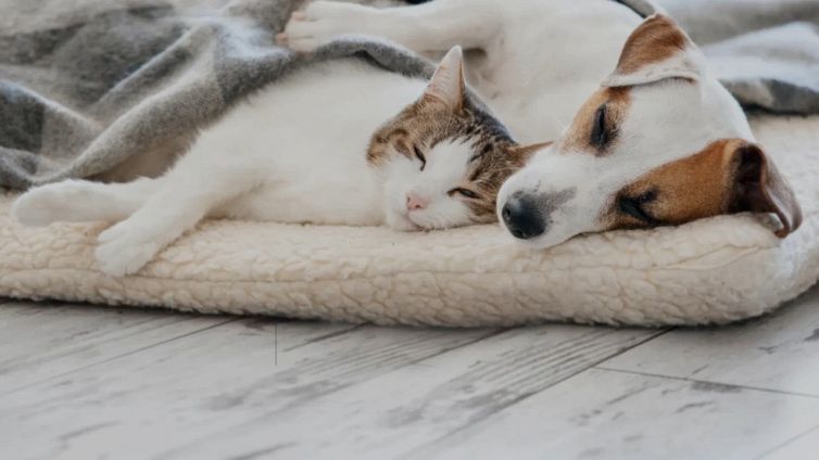 Cani e gatti, come aiutano a superare i momenti difficili