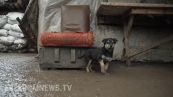Ecco Rambo, il cucciolotto simbolo della resistenza ucraina