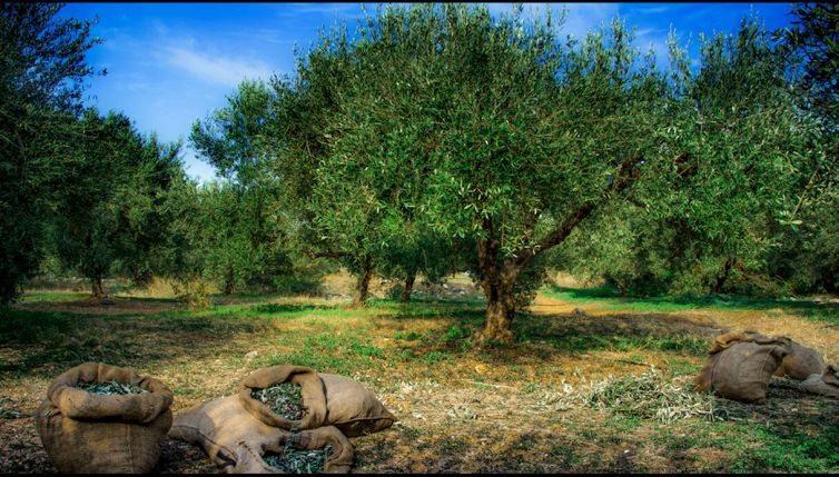 Ulivo, il significato della pianta