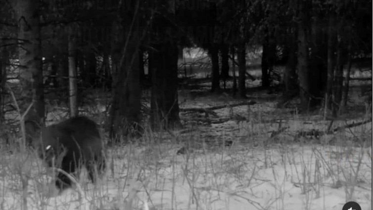 Wolverine, l’incredibile avvistamento del raro animale