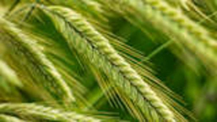 Aumento del prezzo del grano per la guerra in Ucraina? Ecco la verità