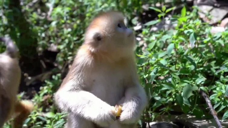 Cina: avvistati in una riserva cuccioli di rinopiteco dorato