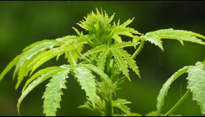 Kenaf, i tanti usi di una pianta poco conosciuta