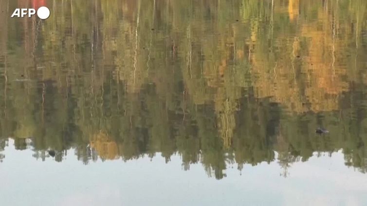 Giornata delle foreste, appello dell'Onu a ridurre il degrado