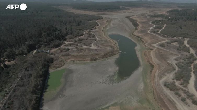 Cile, il lago e' colpito dalla siccita': gli avvoltoi piombano sulle carpe spiaggiate