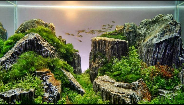 Aquascape: alla scoperta del giardinaggio acquatico