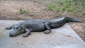 Alligatori in fuga: intervengono i vigili del fuoco