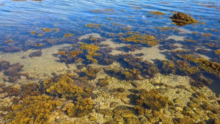 Così le alghe possono salvare l’ambiente