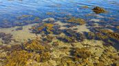 Così le alghe possono salvare l’ambiente