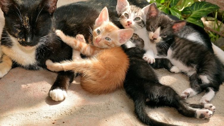 Allergia ai gatti, l'editing genetico potrebbe essere la soluzione