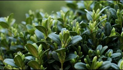 Bosso: come coltivare questa splendida pianta sempreverde