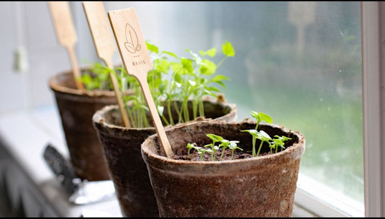 5 ortaggi da coltivare facilmente in casa