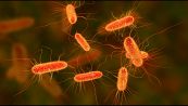 Cos'è l'escherichia coli, come prevenirla e come curarla