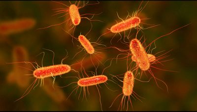 Cos'è l'escherichia coli, come prevenirla e come curarla