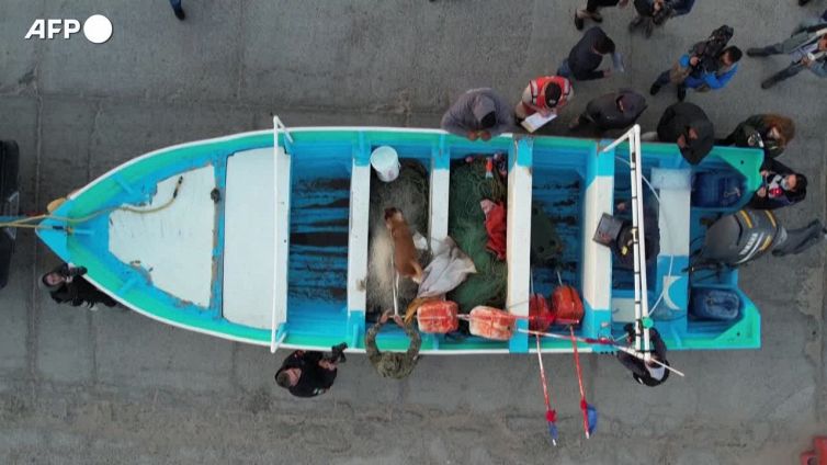 Messico, si tenta di salvare dall'estinzione la focena