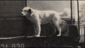 L'incredibile storia di Lampo, il cane che viaggiava in treno