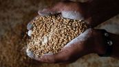 Crisi del grano, i veri rischi per l’Italia