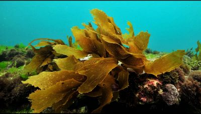 Ecklonia cava, un'alga "amica" della salute