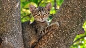Perché i gatti non riescono a scendere dagli alberi?