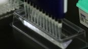 Omicron, isolata in Italia una nuova sottovariante