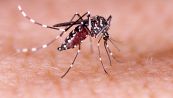 Zanzare geneticamente modificate, così si combattono virus e parassiti